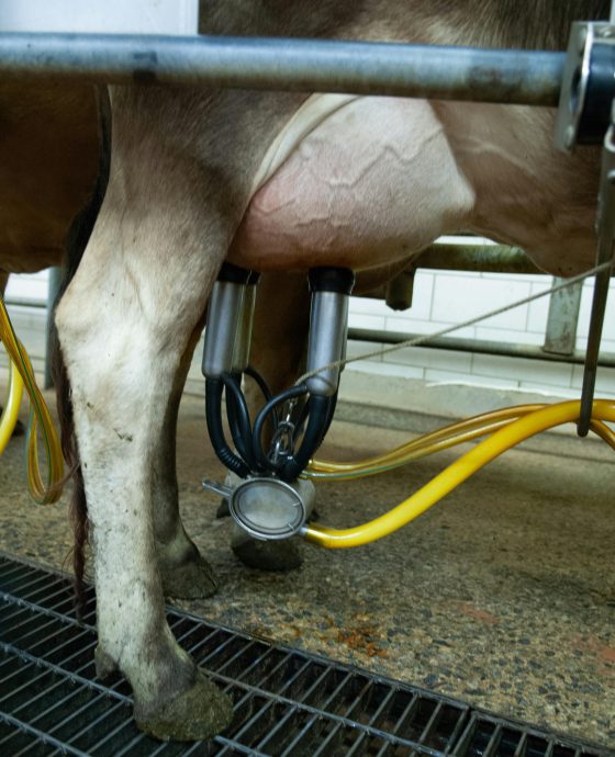 Cow Milking Machinery 