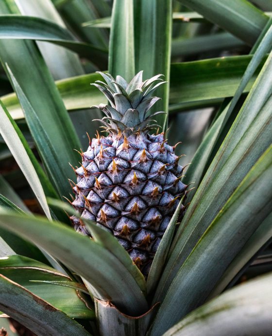 Pineapple Farming 