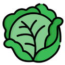 Cabbage