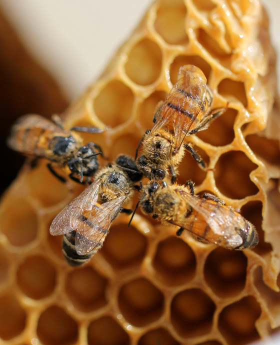 Insect Farming ( Bee and Honey Making)